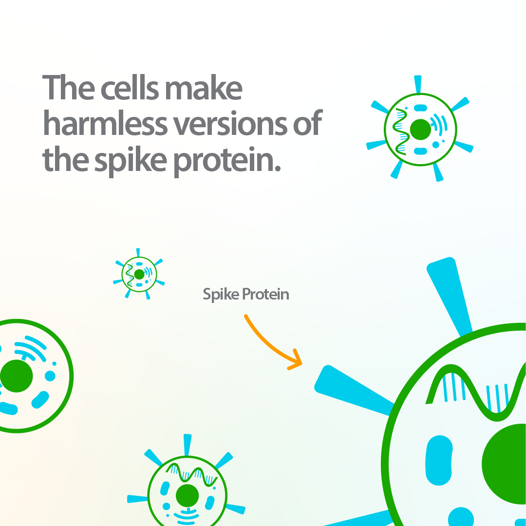 Infographic about how COVID-19 mRNA vaccines work, demonstrating how the cells make harmless versions of the spike protein. 