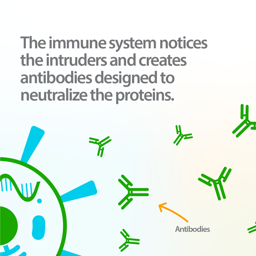 Infographic about how COVID-19 mRNA vaccines work, demonstrating how the immune system notices the intruders and creates antibodies designed to neutralize the proteins. 