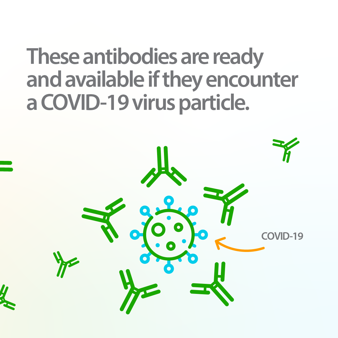 Infographic about how COVID-19 mRNA vaccines work, demonstrating how the antibodies are ready and available if they encounter a COVID-19 virus particle.  